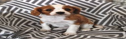 Cavalier King Charles Spaniel dogs for sale: Pixie - Ad 1