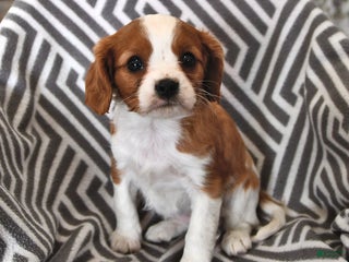 Cavalier King Charles Spaniel dogs Pixie - Ad 42