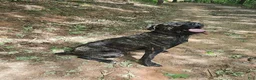 Cane Corso dogs for sale: Cane Corso Puppy 2 - Ad 2