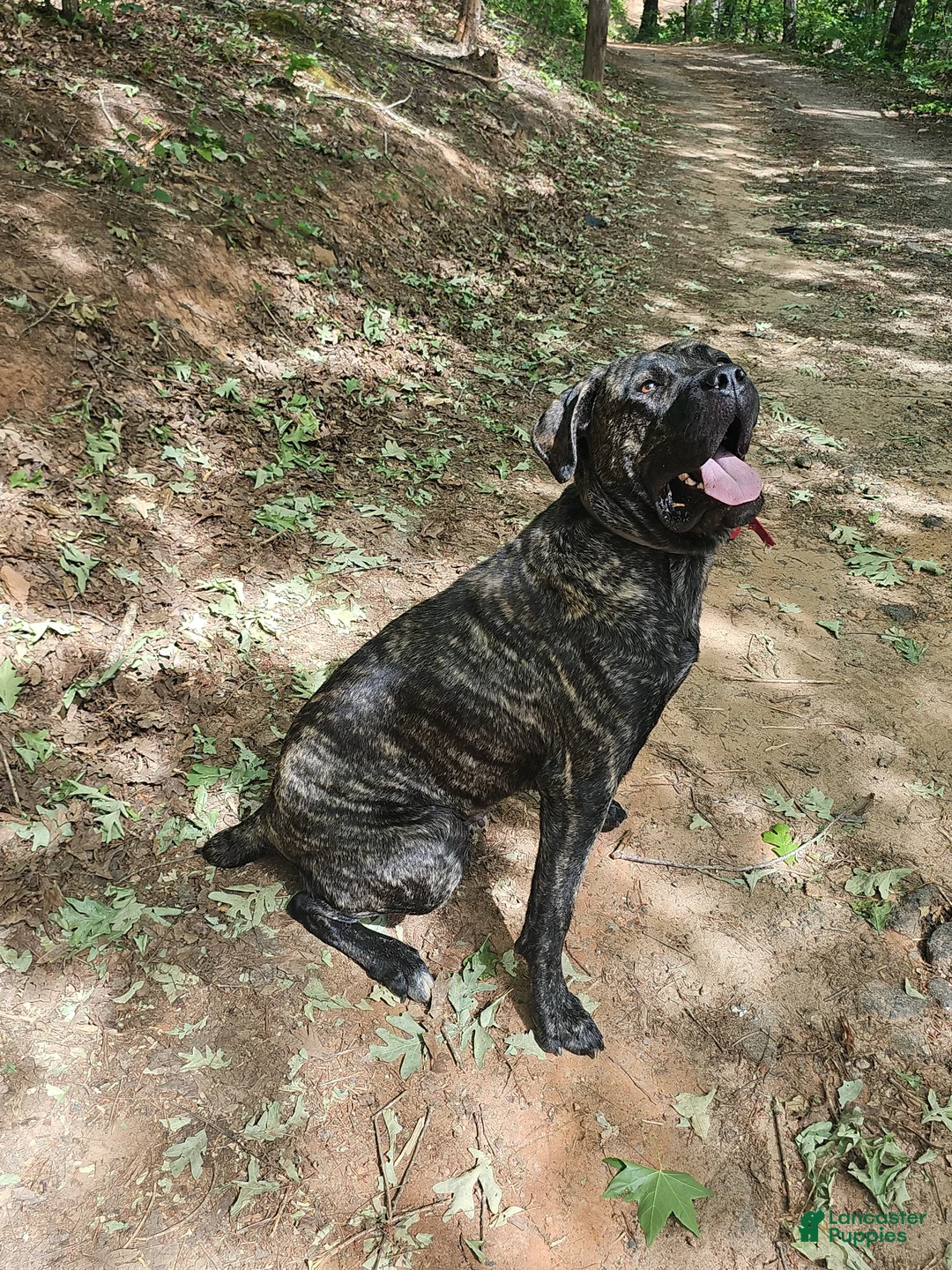 Cane Corso dogs for sale: Cane Corso Puppy 2 - Ad 2