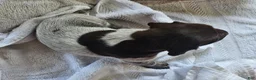 German Shorthaired Pointer dogs for sale: May - Ad 1