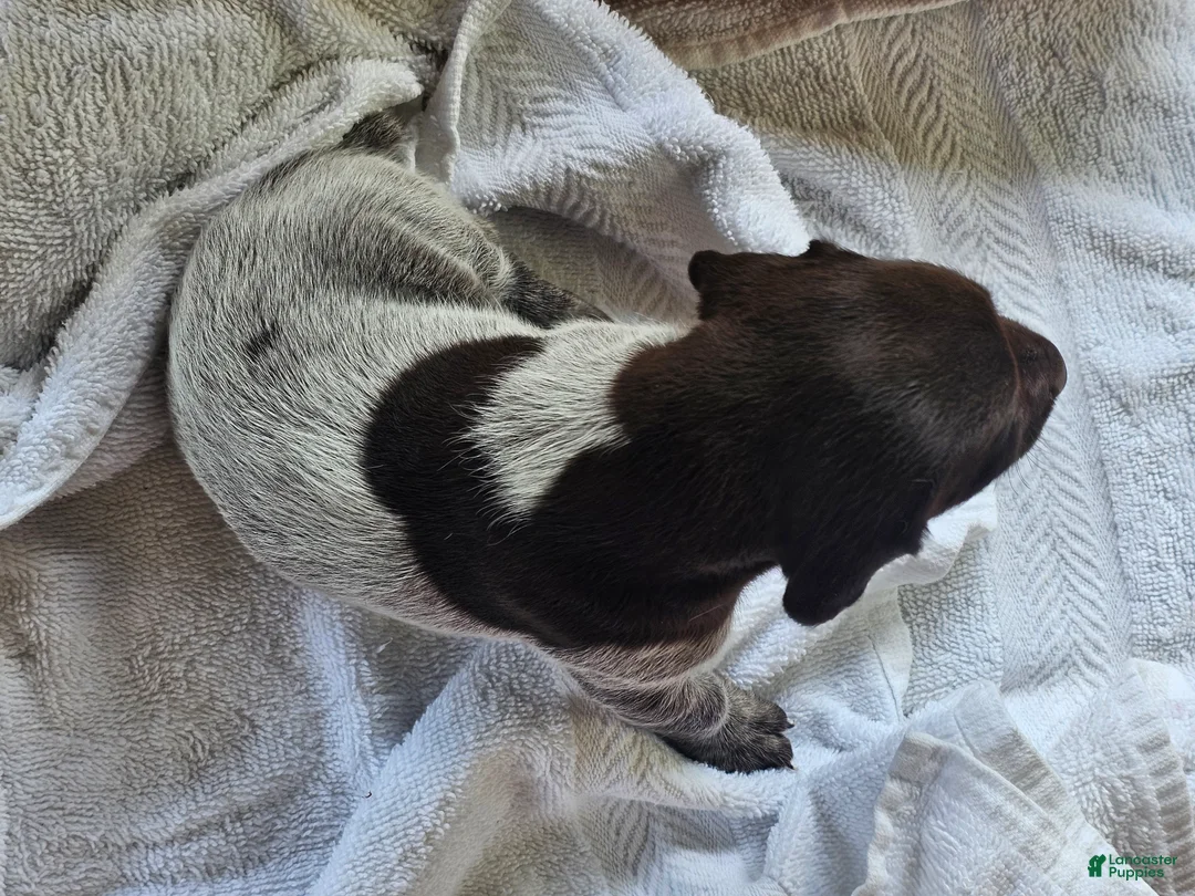German Shorthaired Pointer dogs for sale: May - Ad 1
