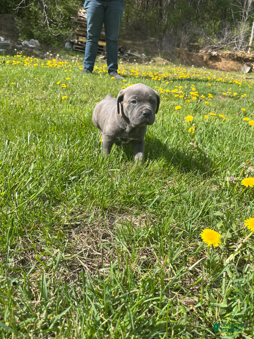Cane Corso dogs for sale: Cane Corso Puppy 5 - Ad 17