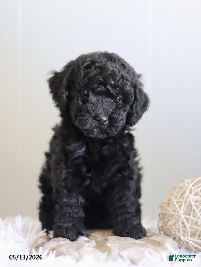 Cavapoo dogs Leslie - Ad 1