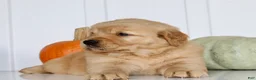 Golden Retriever dogs for sale: Buddy Male AKC Golden Retriever - Ad 5