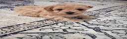 Toy Poodle dogs for sale: Toy Poodle 2 - Ad 3