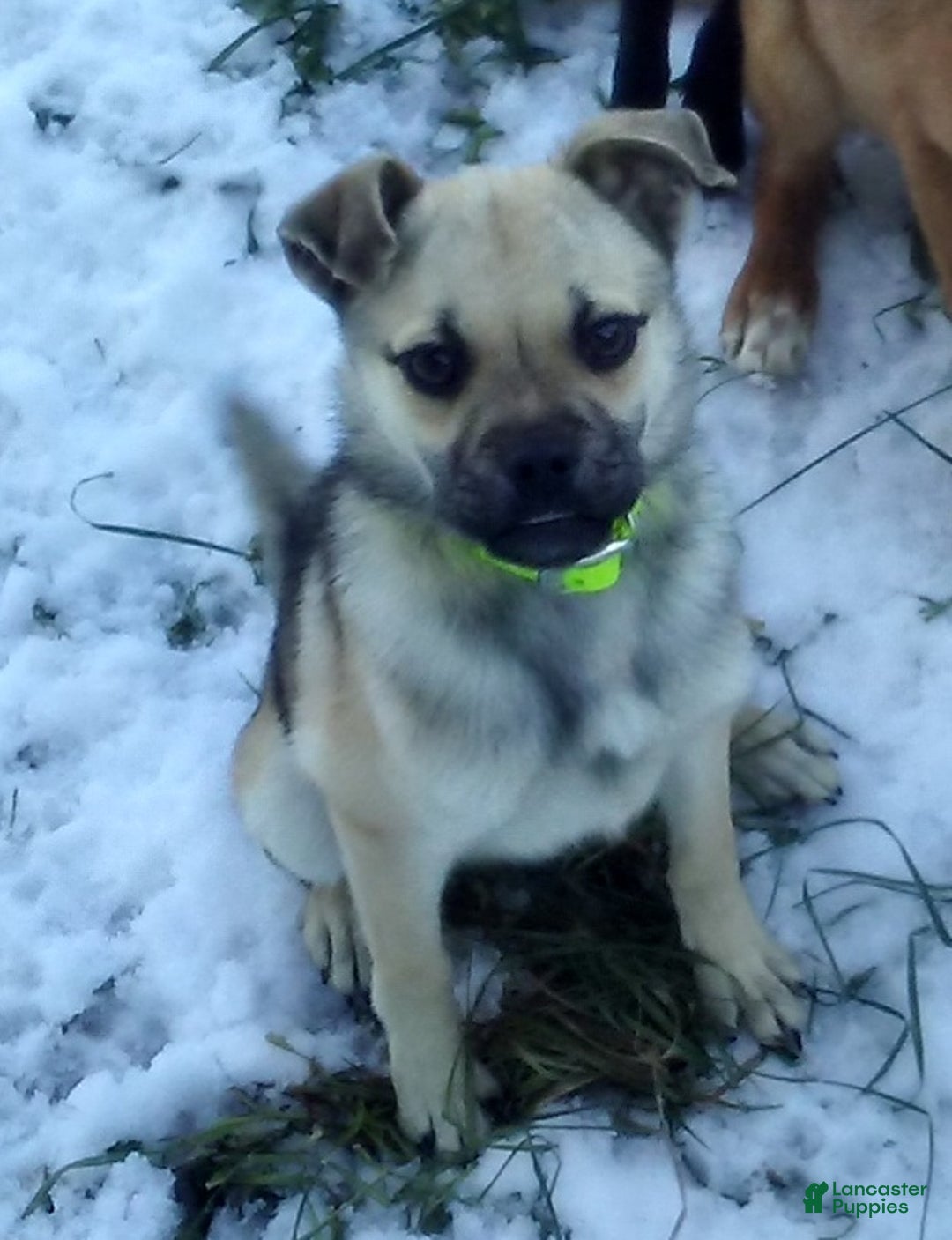 Mixed Breed dogs for sale: Bandit - Ad 17