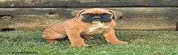 Boxer dogs for sale: Handsome - Ad 2