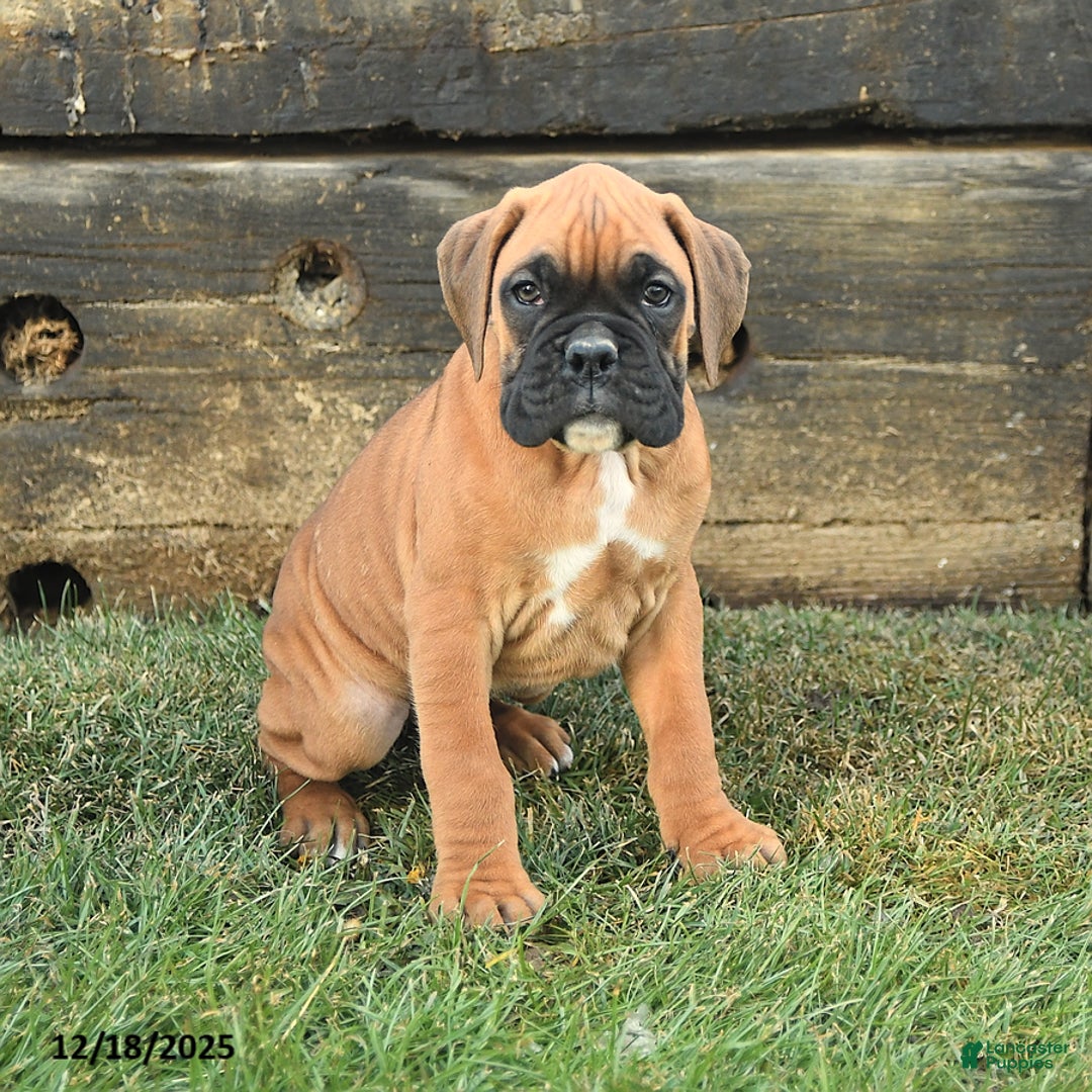 Boxer dogs for sale: Handsome - Ad 2