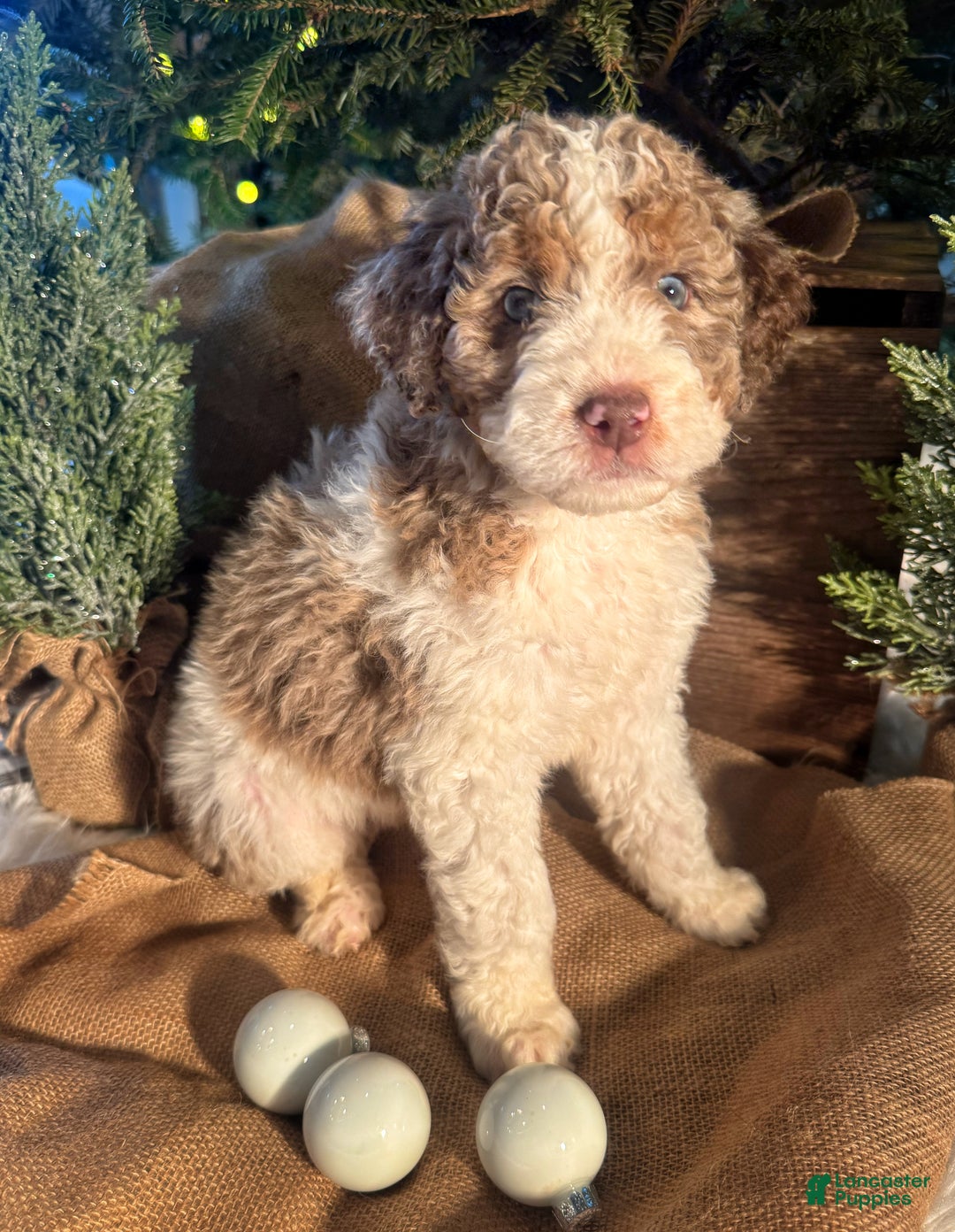 Bernedoodle dogs for sale: Australian Mountain Doodle Peter - Ad 4