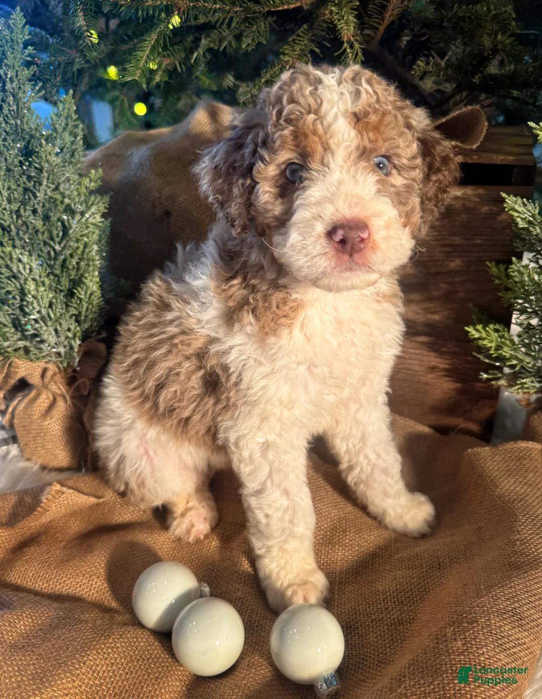 Bernedoodle dogs for sale: Australian Mountain Doodle Peter - Ad 4