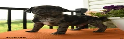 Pug dogs for sale: Alfie - Ad 3