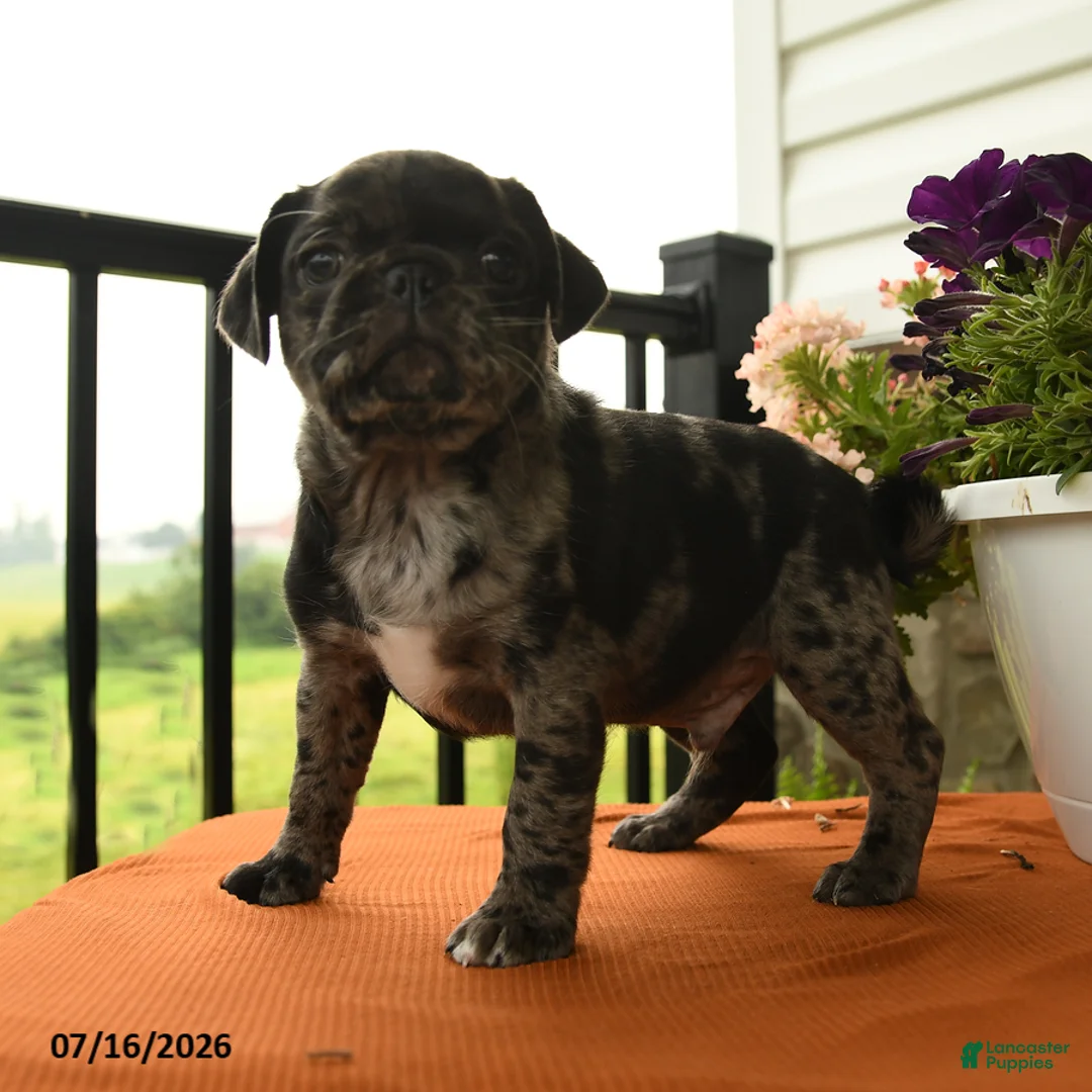 Pug dogs for sale: Alfie - Ad 3