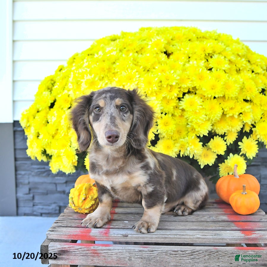 Miniature Dachshund Puppies for sale in Lebanon, Indiana