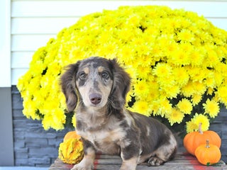 Miniature Dachshund dogs - Ad 38