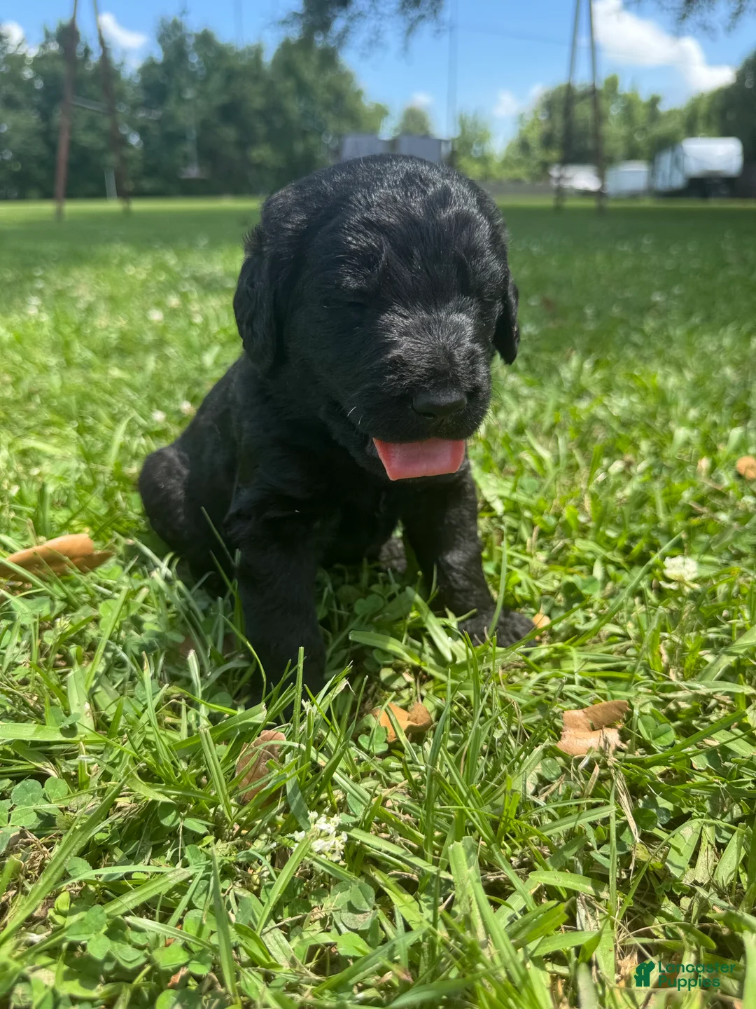 Labradoodle dogs for sale: Knox - Ad 15
