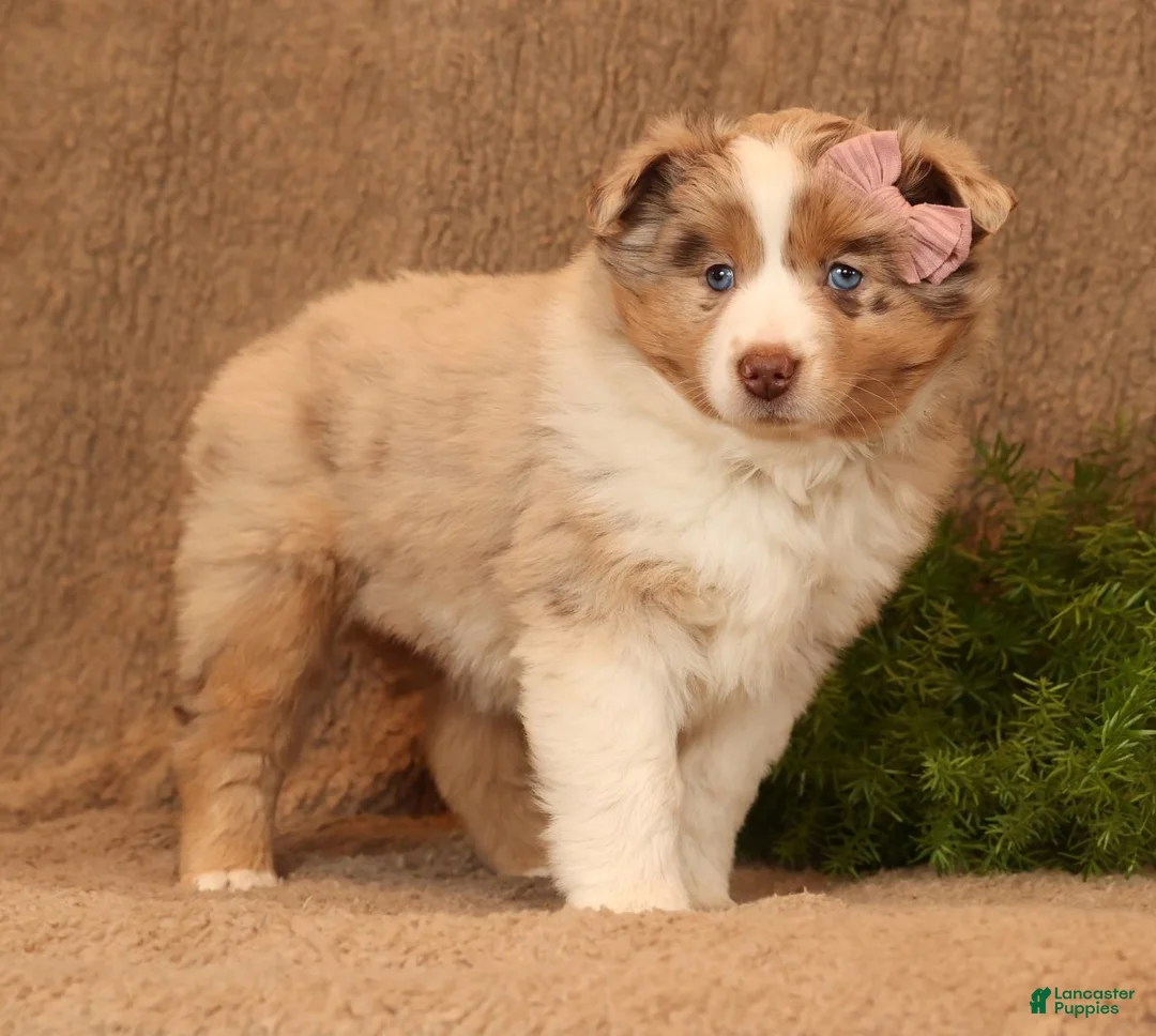 Miniature Australian Shepherd dogs for sale: Chloe - Ad 6