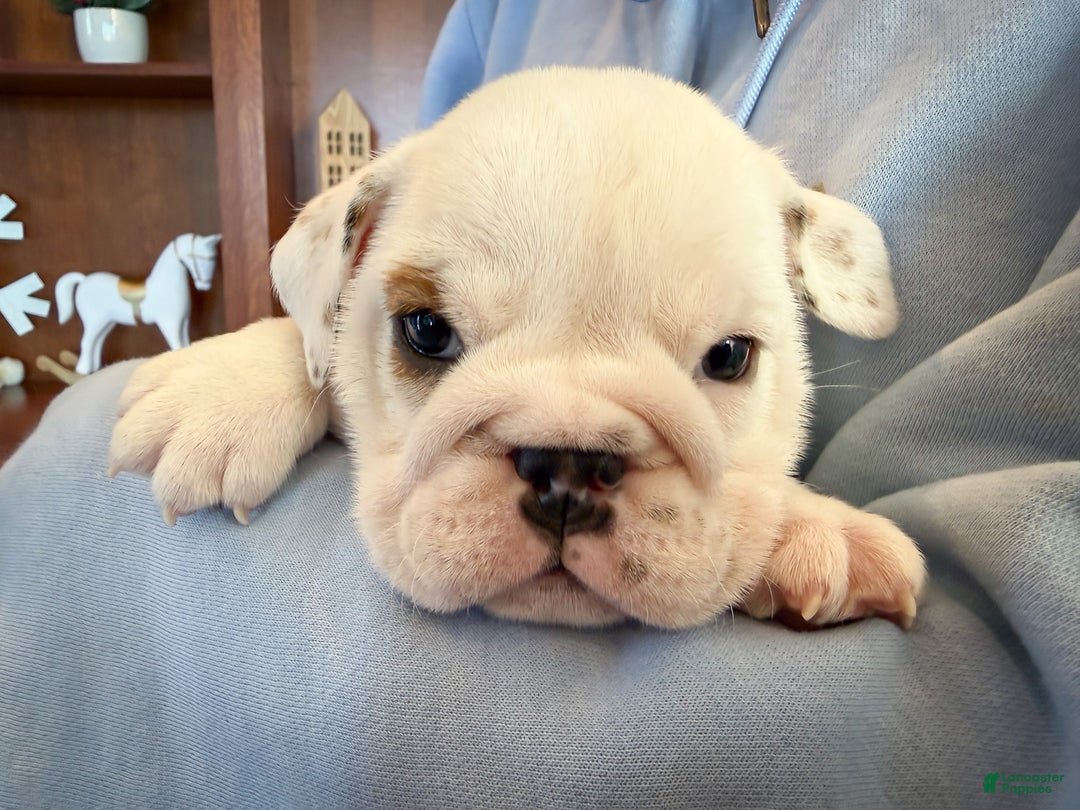 English Bulldog dogs for sale: Penelope - Ad 2