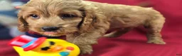 Cockapoo dogs for sale: Versace - Ad 5