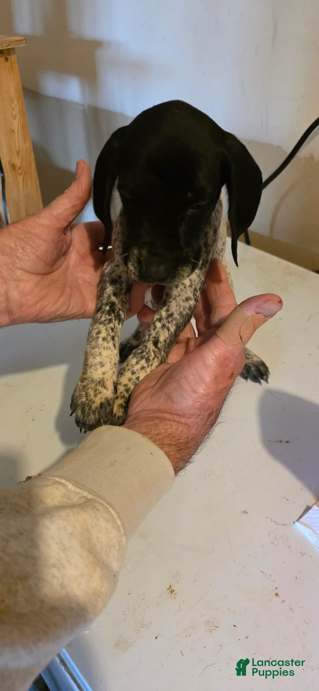 German Shorthaired Pointer dogs for sale: German Shorthaired Pointer Puppy 3 - Ad 2