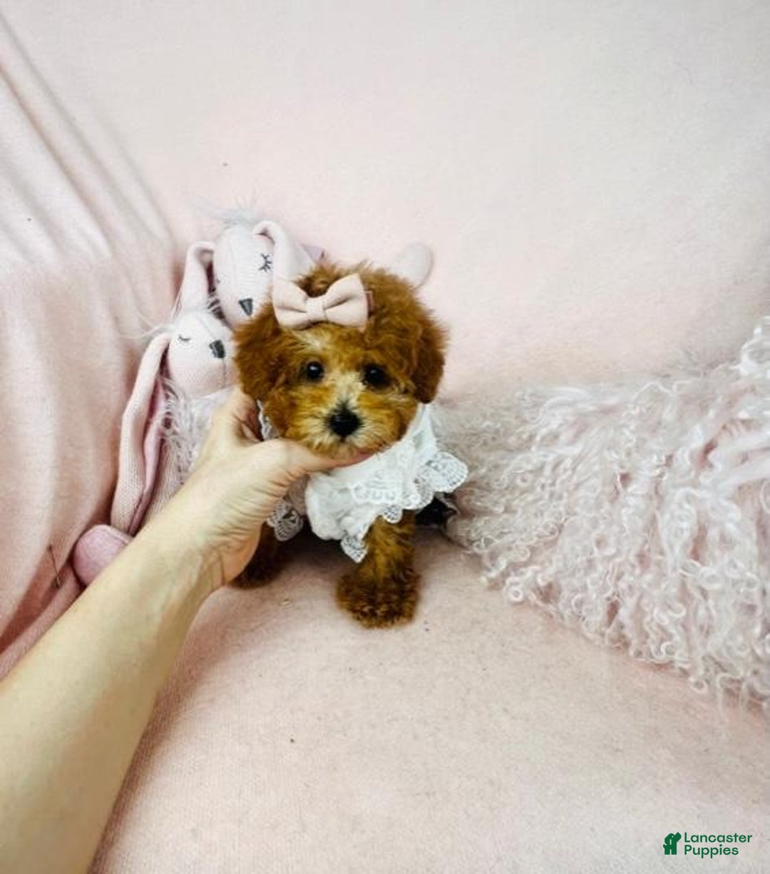 Toy Poodle dogs for sale: Poodle Puppy - Ad 2