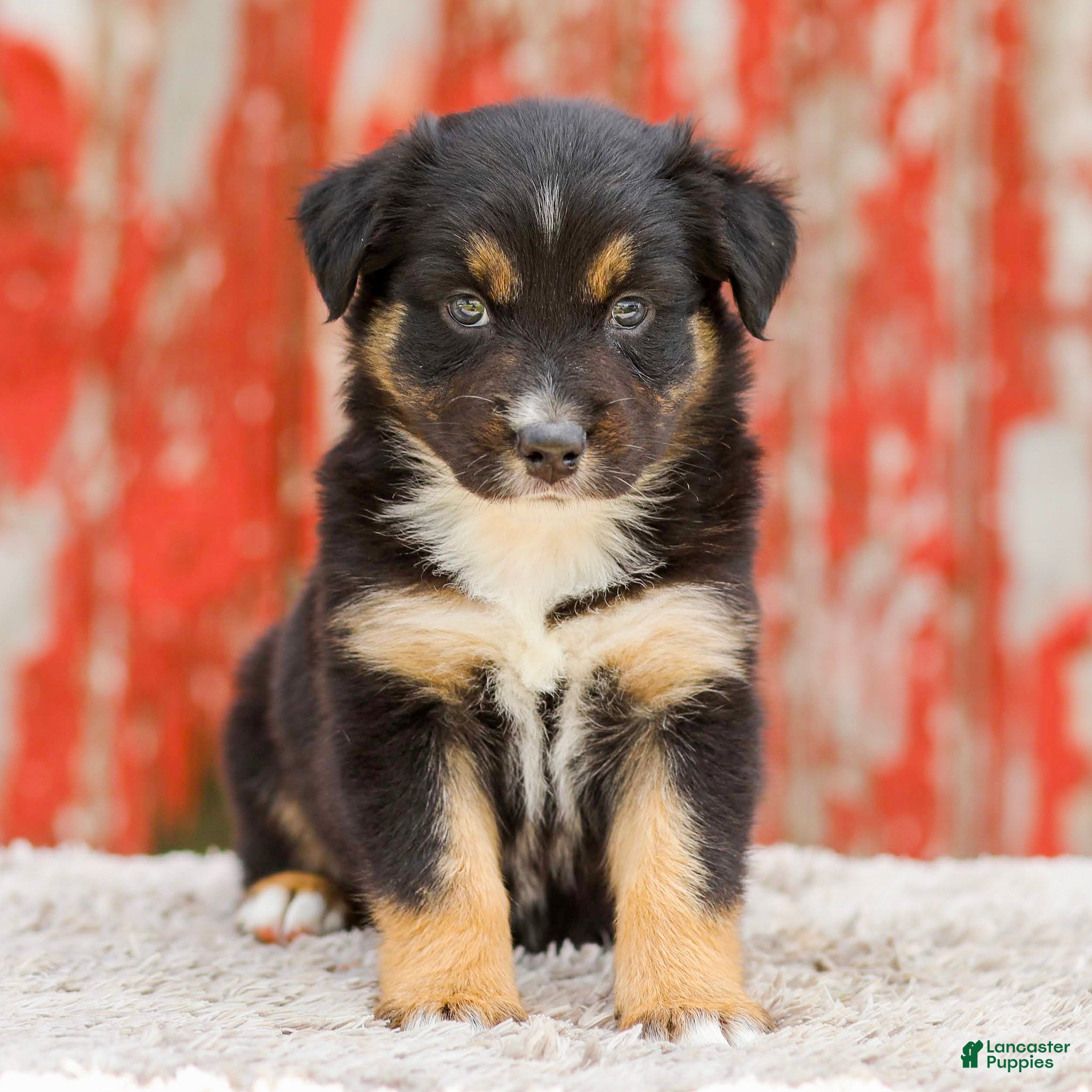 Australian Shepherd dogs Candace - Ad 1