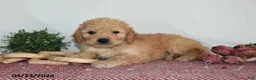 Goldendoodle dogs for sale: Mabel - Ad 3