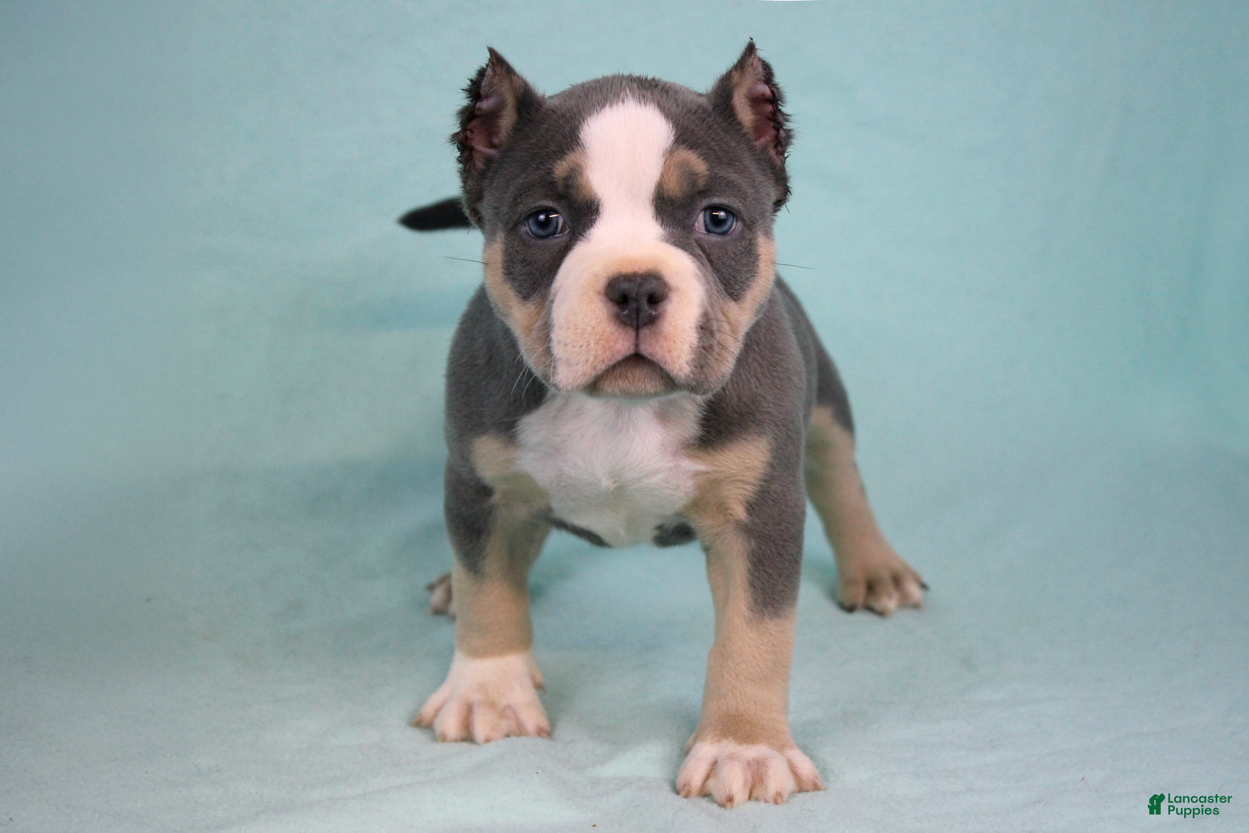 American Bully dogs Blue Tri Female - Ad 1