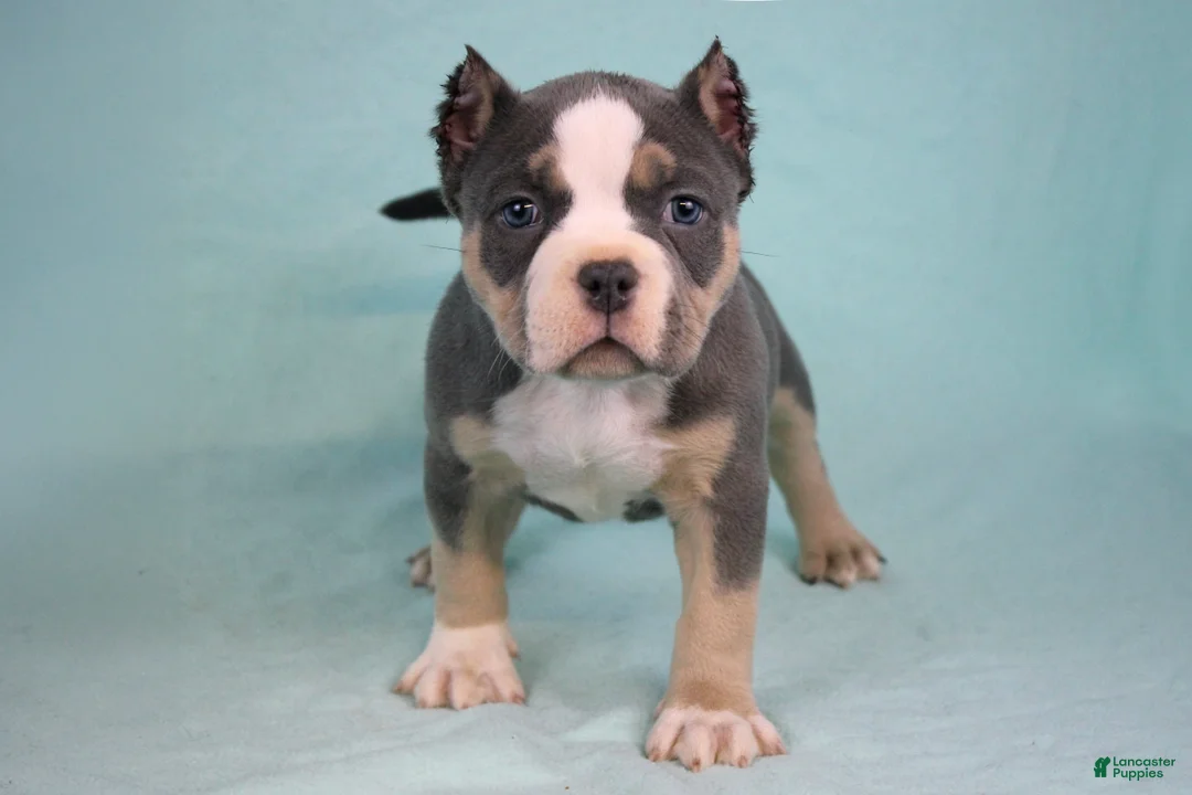 American Bully dogs for sale: Blue Tri Female - Ad 1
