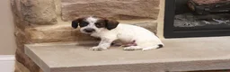 Jackapoo dogs for sale: Jethro - Ad 8