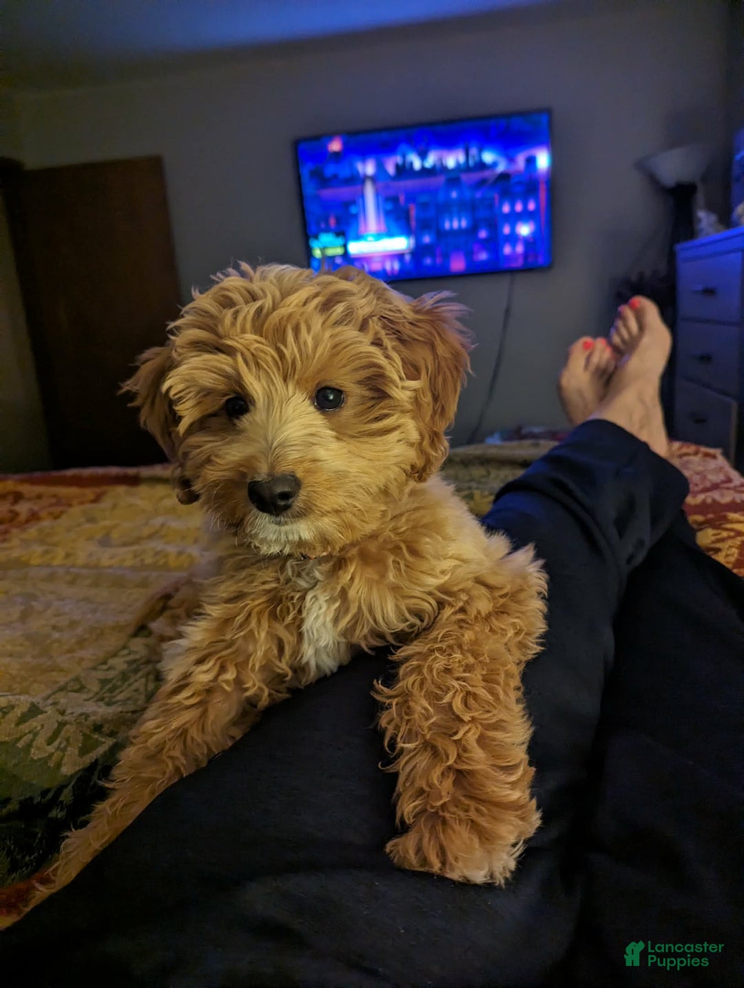 Mixed Breed dogs for sale: Milan Goldendoodle puppy - Ad 2