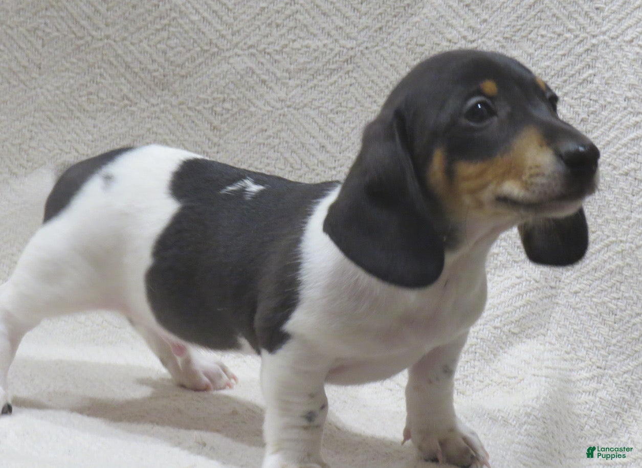 Miniature Dachshund dogs Jasper - Ad 1