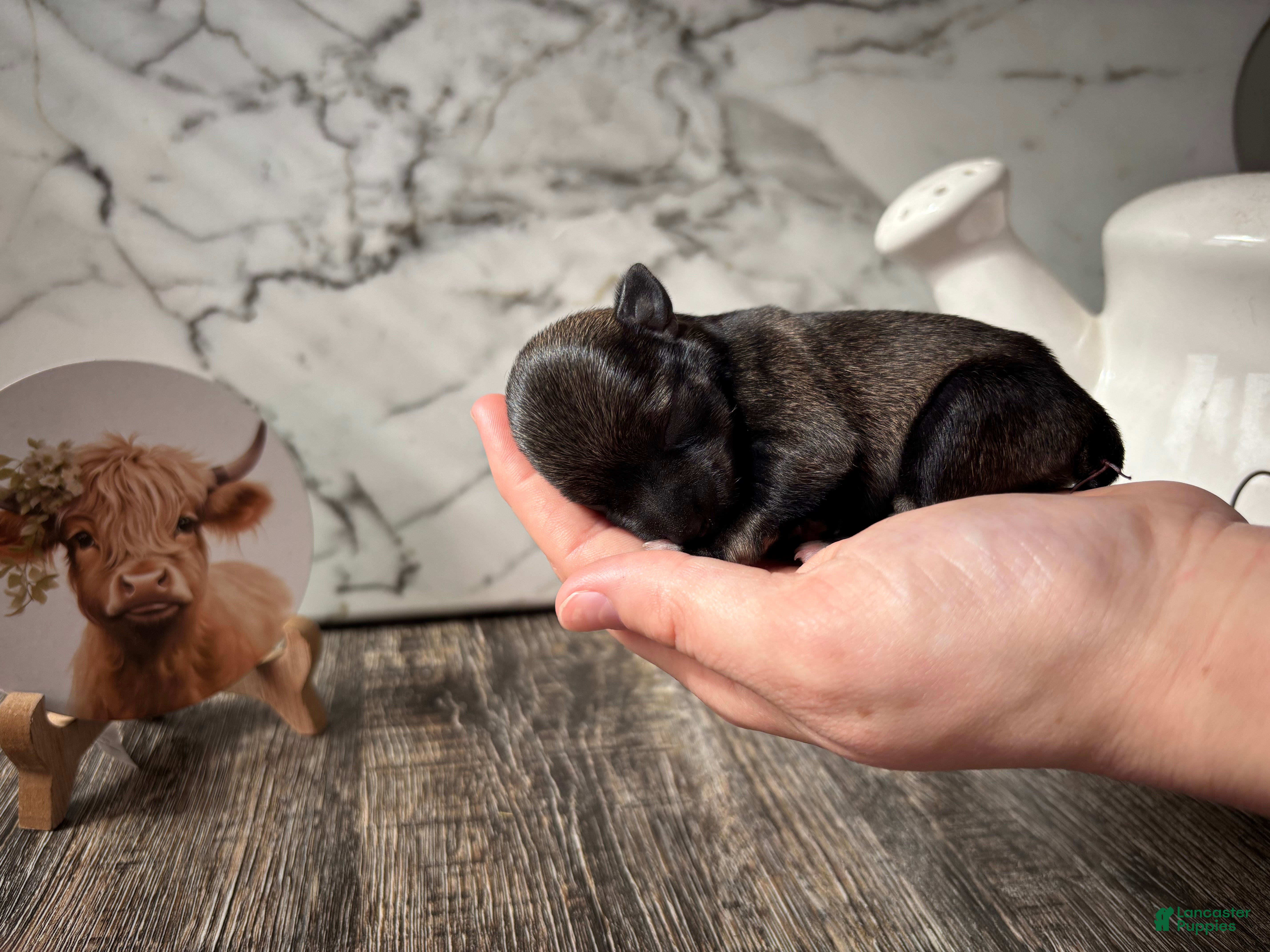 Miniature Schnauzer dogs Miniature Schnauzer 3 - Ad 6