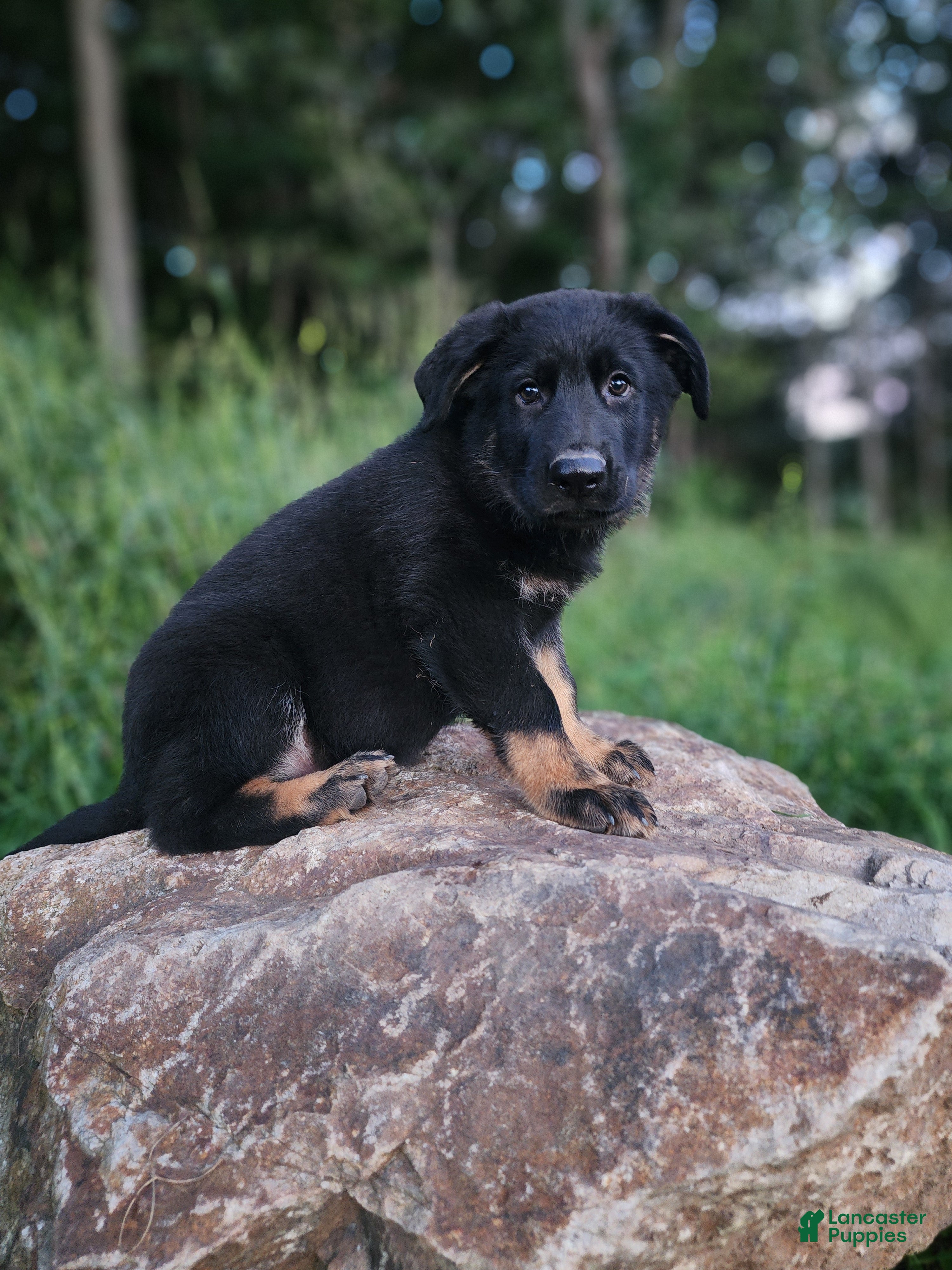 German Shepherd dogs  Tripp - Ad 1