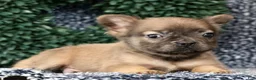 French Bulldog dogs for sale: Nikolas - Ad 8