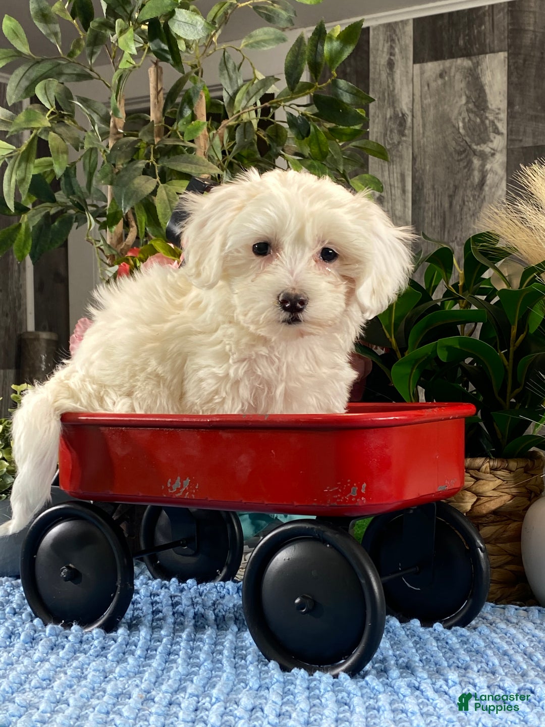 Coton De Tulear dogs for sale: Charlee - Ad 4