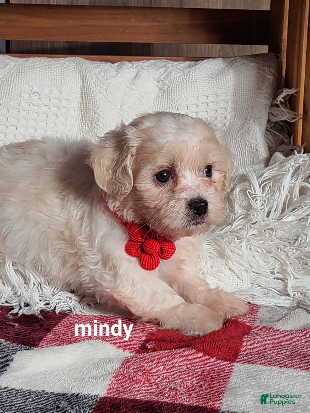 Teddy Bear dogs for sale: Mindy  - Ad 7