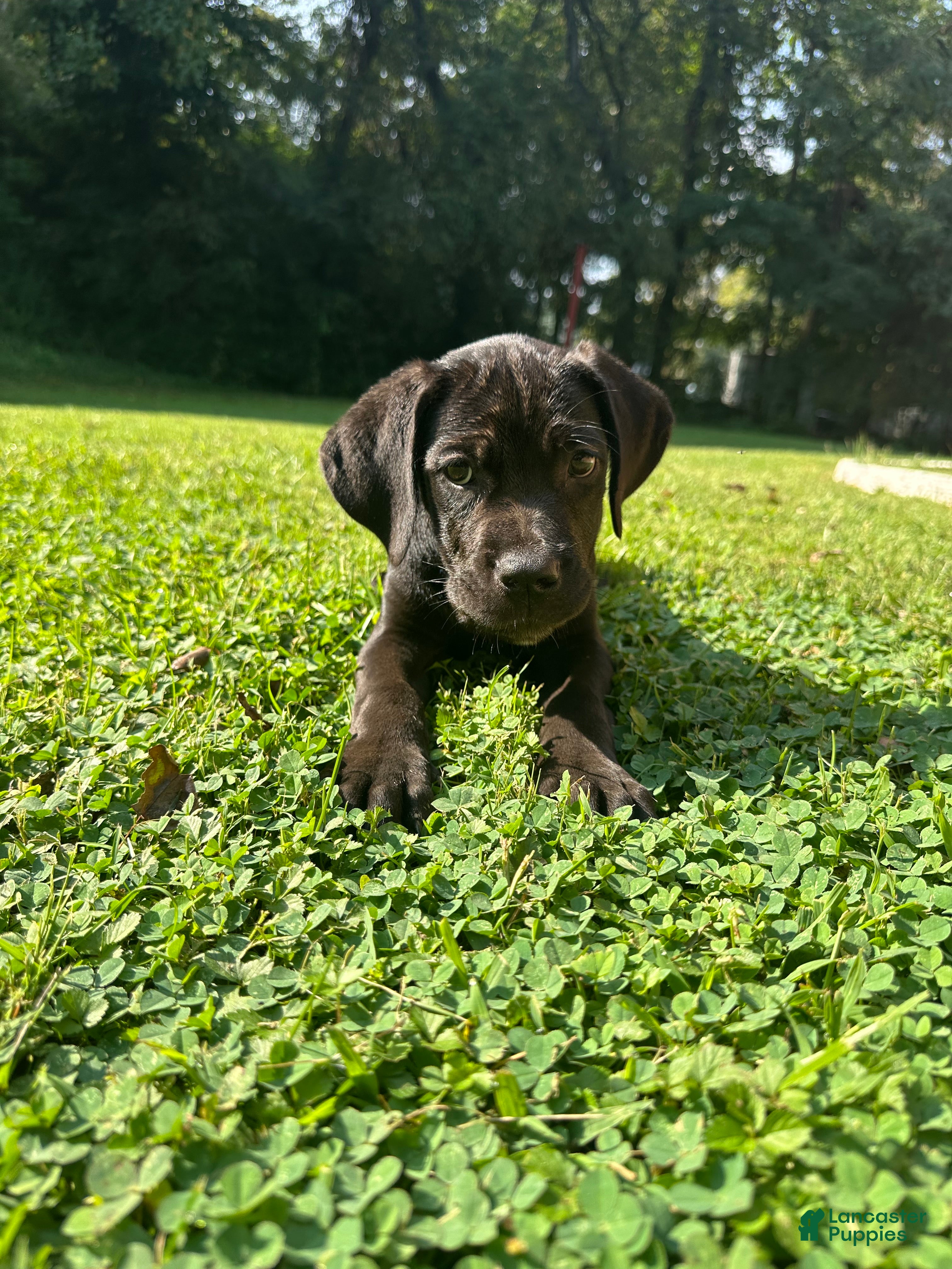 Cane Corso dogs for sale: Storm - Ad 3