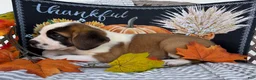 Saint Bernard dogs for sale: Axel - Ad 4