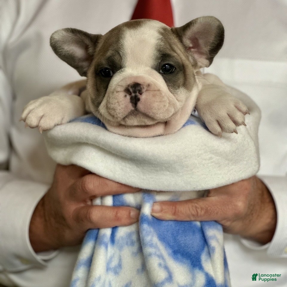French Bulldog dogs Abbi - Ad 18