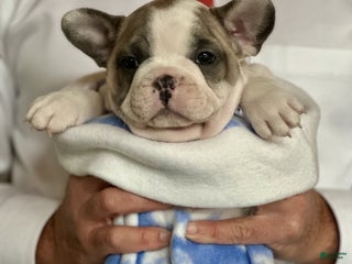 French Bulldog dogs Abbi - Ad 38