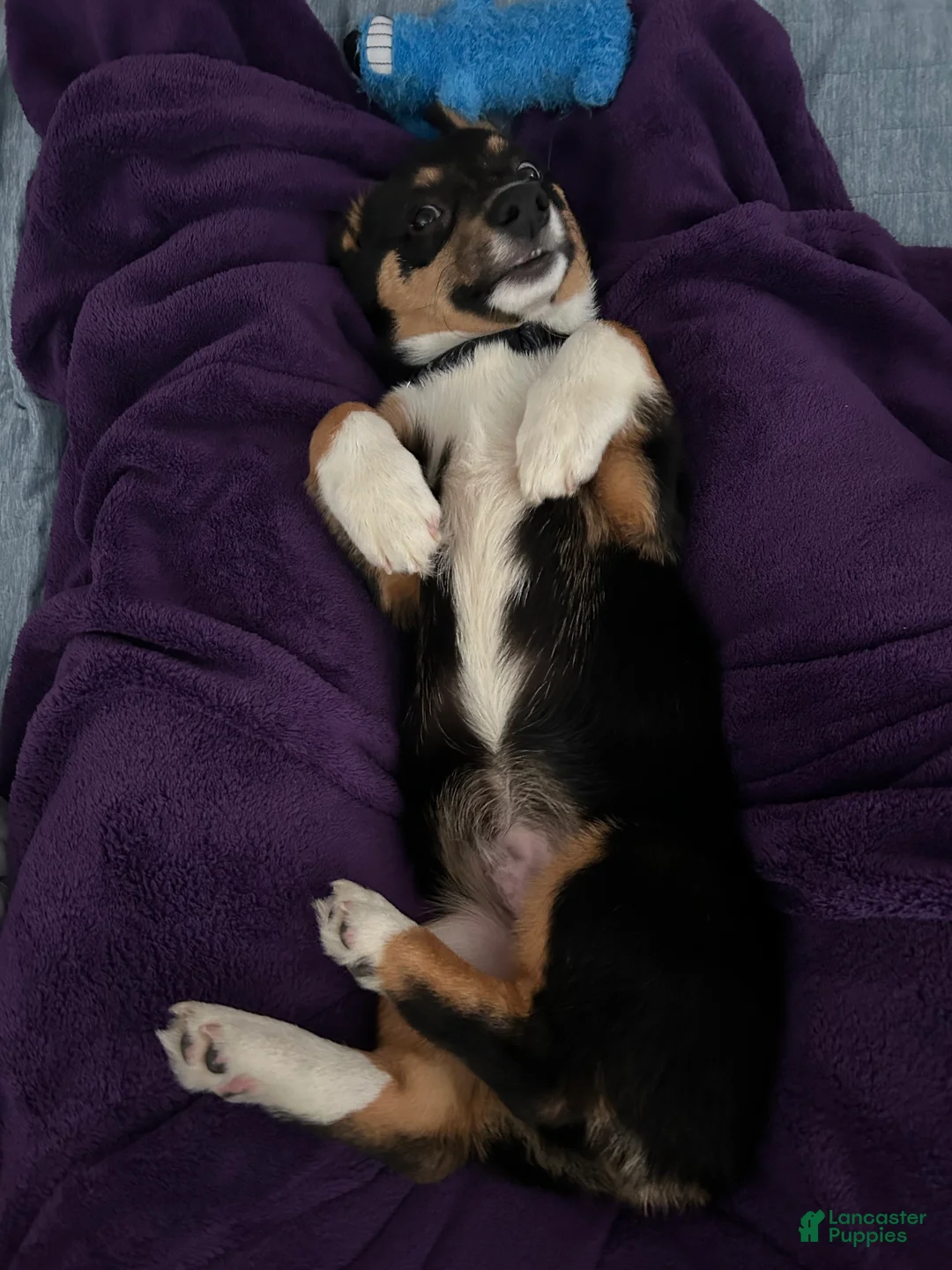 Welsh Corgi Pembroke dogs for sale: BHT Male Welsh Corgi Pembroke - Ad 2
