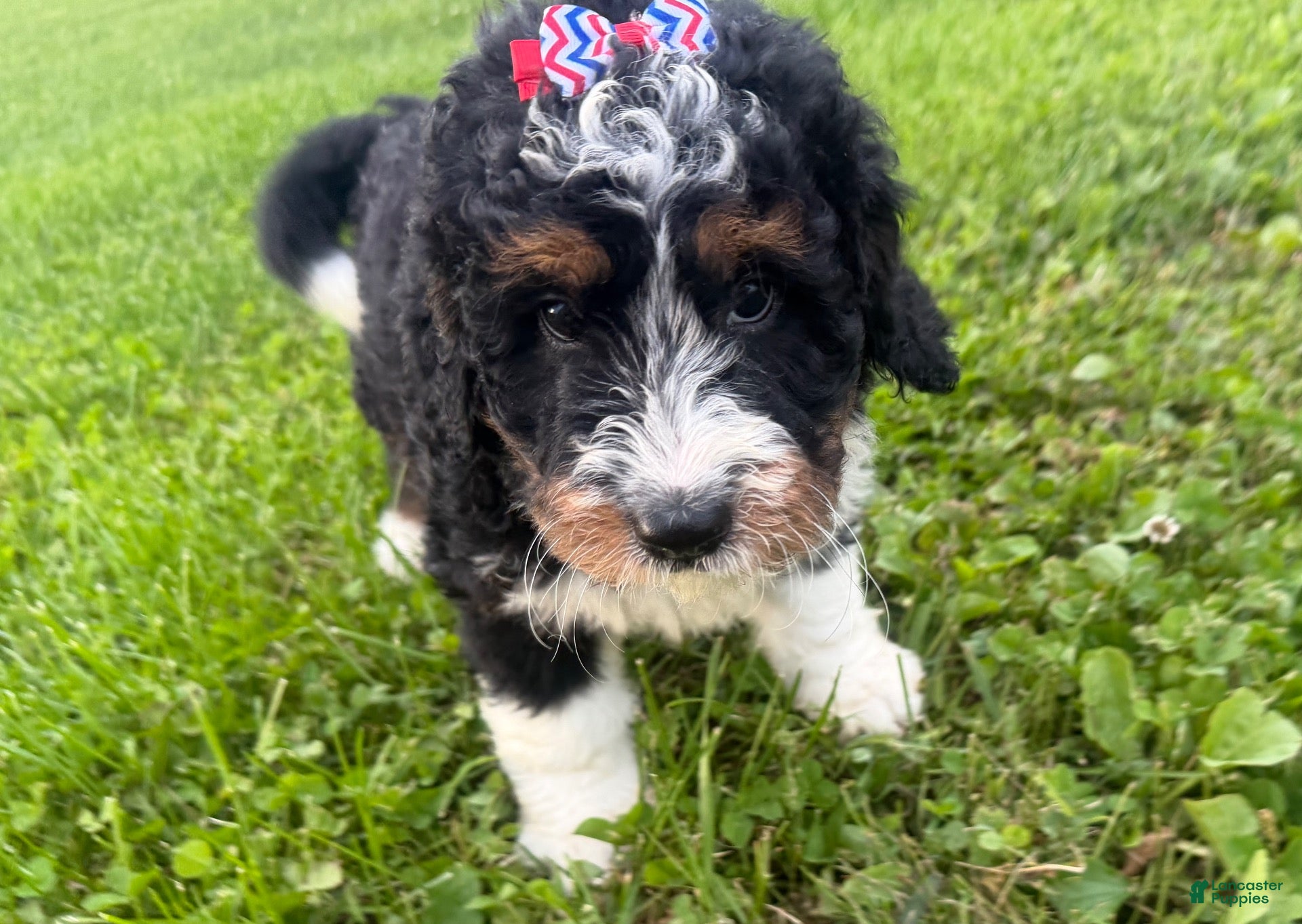 Bernedoodle dogs for sale: Skye - Ad 5