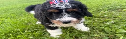 Bernedoodle dogs for sale: Skye - Ad 1