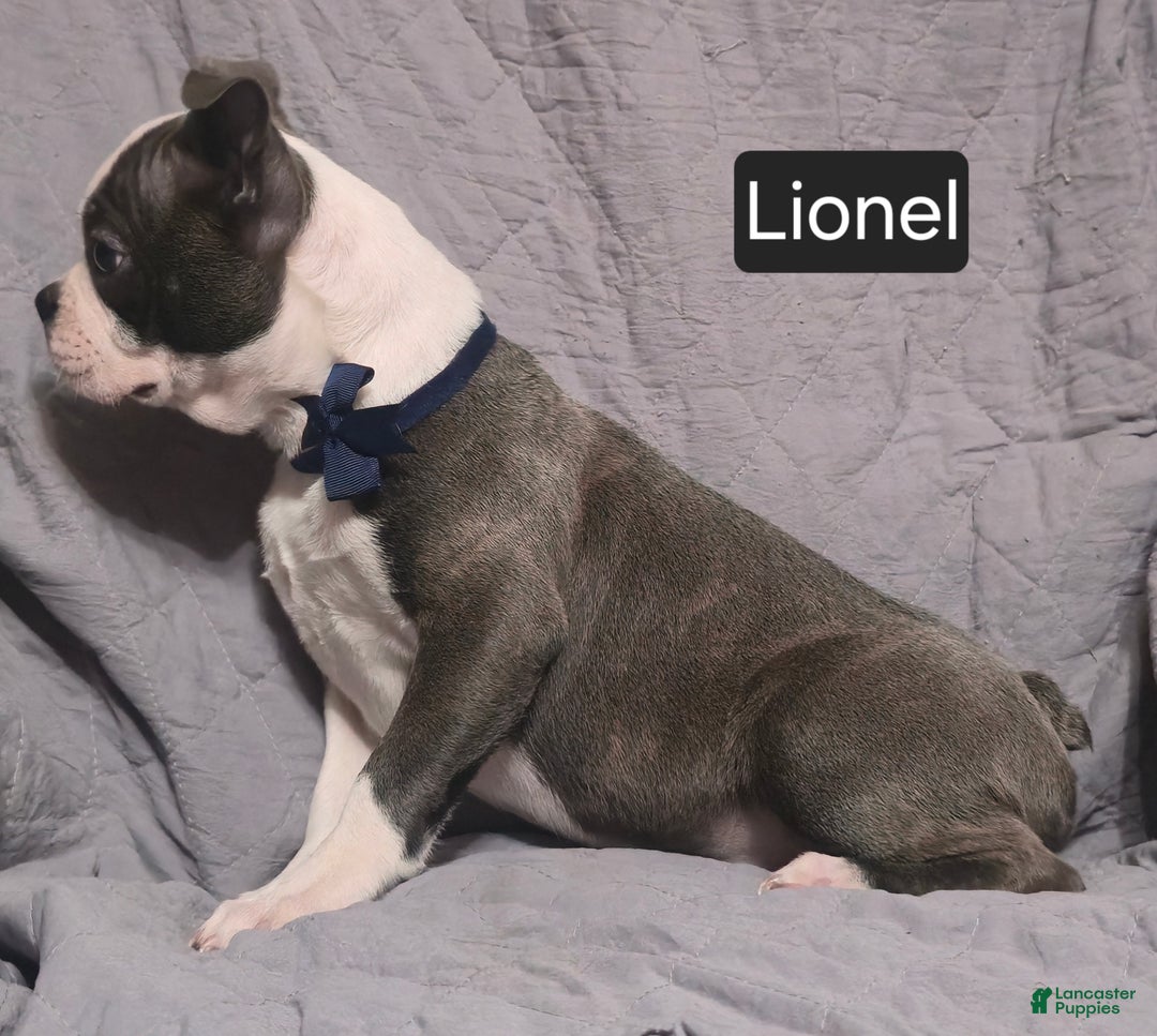 Boston Terrier dogs for sale: Lionel - Ad 6
