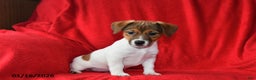 Jack Russell Terrier dogs for sale: Roxy - Ad 3