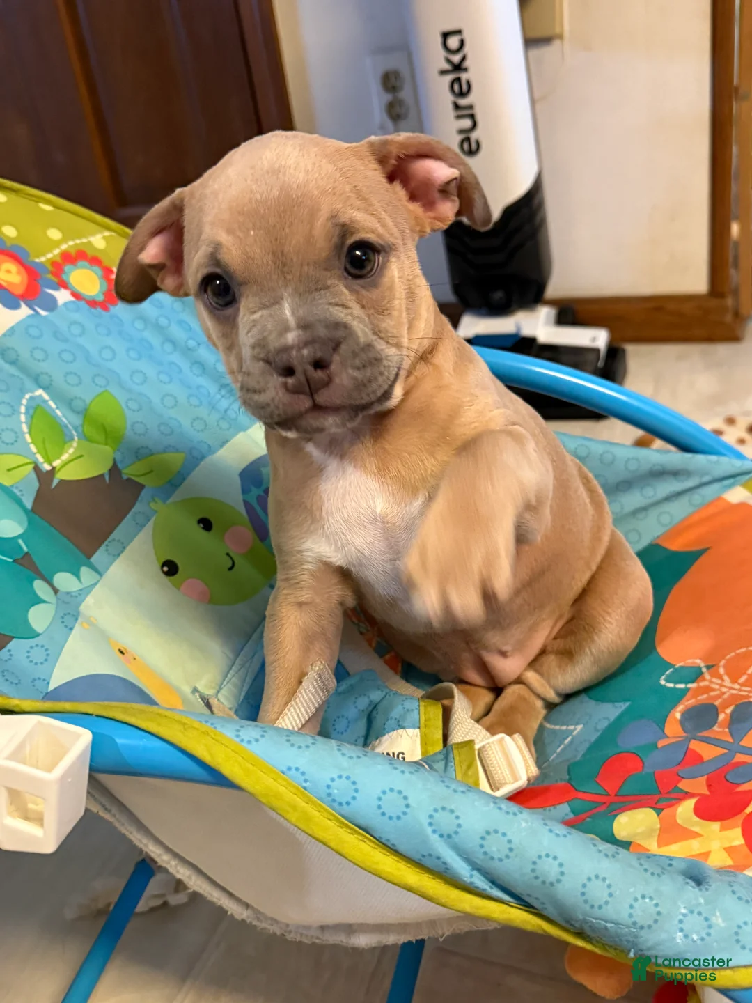 Mixed Breed dogs for sale: Cindy lou - Ad 2