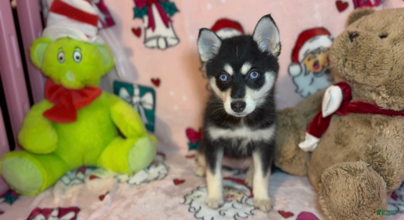 Pomsky dogs for sale: Toy Pomsky Arya - Ad 20