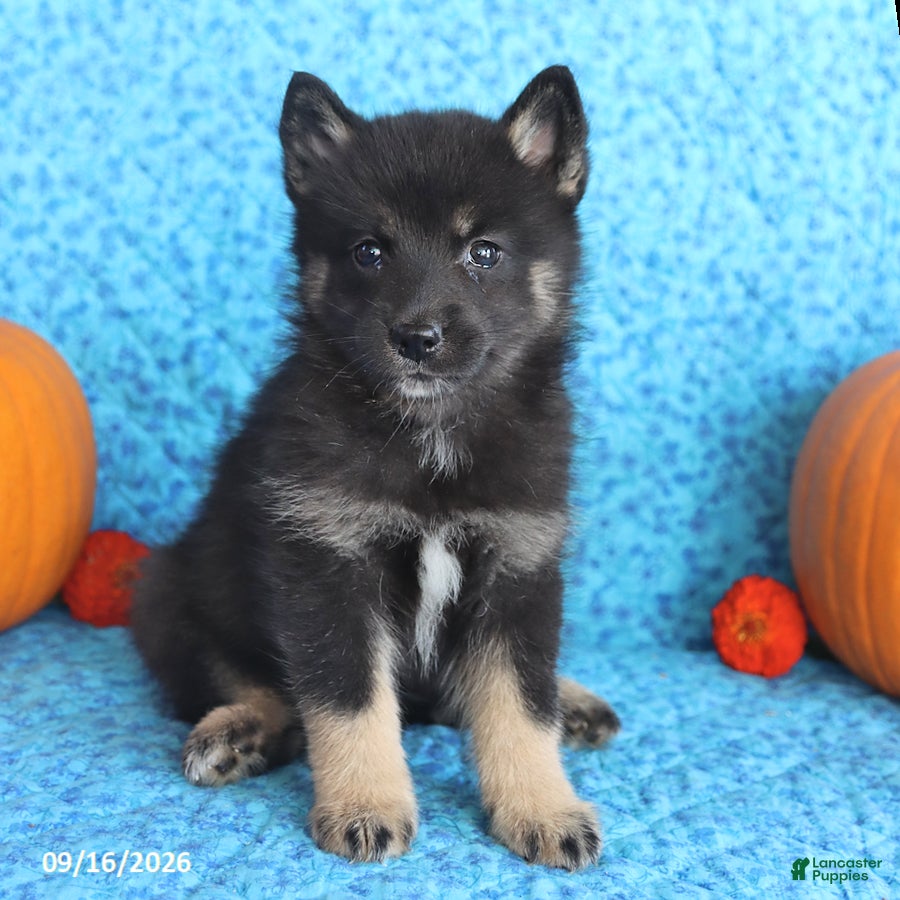 Pomsky dogs Teddy - Ad 2