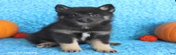 Pomsky dogs for sale: Teddy - Ad 2